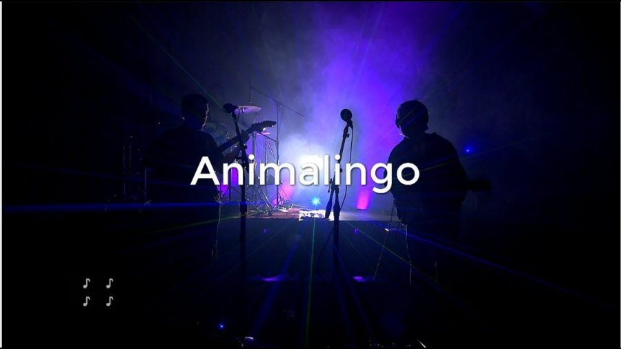Locals+Live+++Animalingo